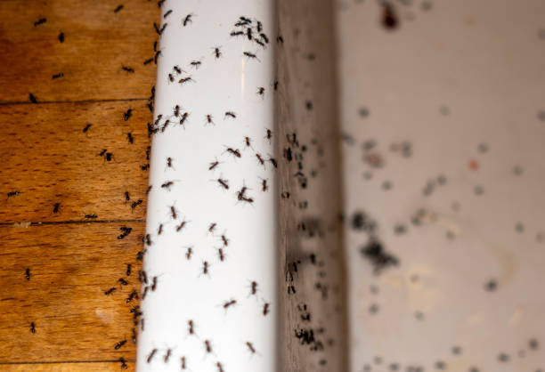 Best Pest Control Near Me  in Kingston, RI